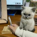 소중하냥 이미지