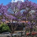 키리빌리(Kirribilli)