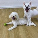 어썸 강아지 호텔 & 목욕 네이버블로그