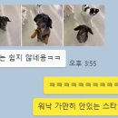 오르치그로치 이미지