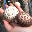 반암 농장 이미지