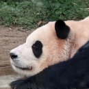 해피바오 이미지