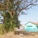 신풍리-1 이미지