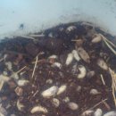 채연농장 이미지