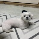 25시 동물병원 | 잠실 송파동물병원 잠실준25시 예방접종 후기 / 동물병원 가격비교 마이펫플러스