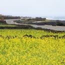 제주도 세화-종달간 해안도로 하도리포구 특산품 흑우를 선발하던 별방진성 이미지