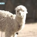 라마 이미지