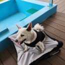 도기캠프 이미지