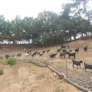 중인농장 이미지