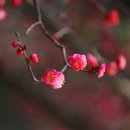 매화1공원 이미지