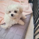 노이펫 강아지 고양이분양 춘천점 | 춘천강아지분양 분양후기