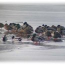 칠보산오리 이미지