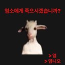 장미흑염소 | 원래 장미에는 가시가 있는 법。