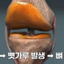 연화다큐