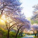 벚꽃길13 Daum카페
