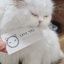 두부두부캣묭실 이미지