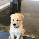 딩딩이발소 이미지