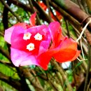 태평양광택 이미지