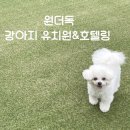 꾸미독 동탄애견미용 | 애견 유치원｜동탄, 오산 강아지 유치원 ‘원더독’ 10개월 다닌 내돈내산 찐 후기
