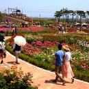 곡성-182 Daum카페