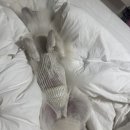 24시 더휴동물의료센터 이미지