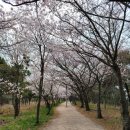 두드림생태학습관 | 인천 벚꽃 명소 영종도 세계평화의숲 벚꽃 구경 (4월 12일)