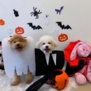 멍멍테라스 이미지