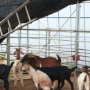 영암농장 이미지