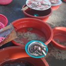 임회면 십일시장 이미지