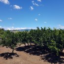 남조로수망교차로 4 | 남조로 수망사거리 중심 2차선 도로 접! 바로 건축 가능한 한라산 뷰 과수원, 서귀포 남원