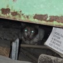 4829 | [안성] 포획틀로 안잡히는 고양이 포획 성공! 심한 구내염 길고양이 맞춤 드롭트랩 안전 구조 후기