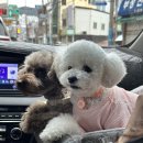봄날펜션 네이버블로그