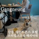 강릉 여행 호텔 펫 트윈룸 EFL 해피아워 쓰리밀즈 조식 후기