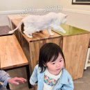 냥떼목장 이미지