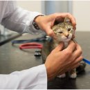 신천동물병원 이미지