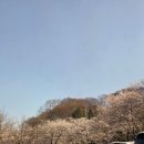 아이트리윅스(주) | 대전 청주 근교 아이와 가볼만한곳 세종 베어트리파크 봄꽃 축제 데이트