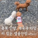 사미정계곡펜션2호 | 단양 애견동반 펜션 추천: 계곡과 마당이 있는 샘골산장 별채2호 힐링 내돈내산 후기