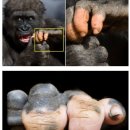 고릴라PC방 이미지