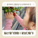 한다리농장 | 일산 꽃보다딸기 딸기체험 솔직후기 🍓 아이랑 가볼만한 체험농장 (딸기수확·잼만들기·토끼먹이)