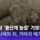 국내 첫 풍산개 농장, 가보니 동물 사체와 쥐, 까마귀 떼가 이미지