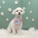 도봉 애견 미용앤호텔 | 강남애견미용 필스타 말티숑 강아지 첫 미용 썸머컷 후기 (말티즈 비숑 미용스타일)
