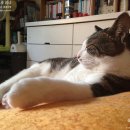 에덴종합마트 | 망원동 상실이네+2093 발목골절수술 1321일, 핀제거수술 835일 24시간도 짧다