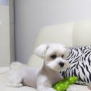 헤어멍펫살롱 이미지