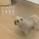 프롬몽쥬 - 고양시 일산동구 일산로441번길 16-4 | [일산 애견호텔] '프롬몽쥬' 신혼여행 장기 호텔링 찐 후기 (내돈내산)