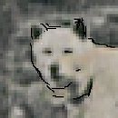 이쁜개 Daum카페