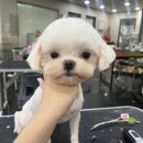 애견탑 이미지