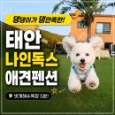'넓은 애견 운동장' 보고 예약했더니 해수욕장이 코앞에? 태안 나인독스 애견펜션 댕만족 후기