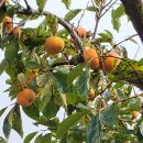 부유농장 이미지