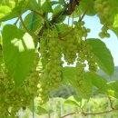 매봉농장 이미지