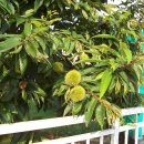 밤두둑농장 이미지